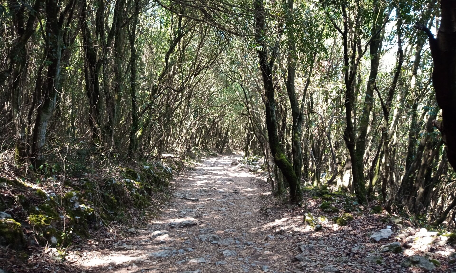 En el momento en que comienza a escasear la luz, la cámara tiene muchos problemas en mostrar adecuadamente el color.