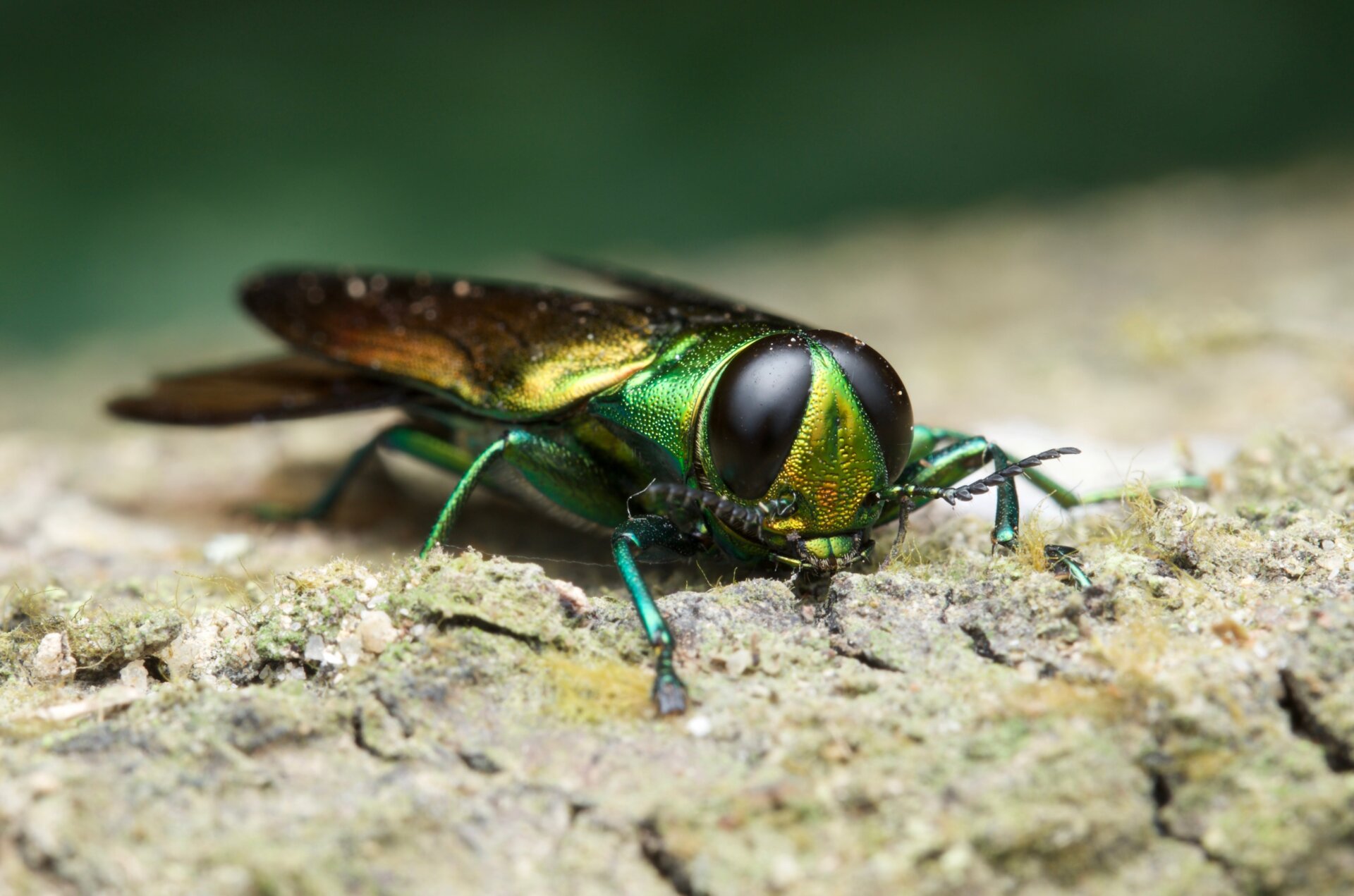 Barrenador esmeralda del fresnoFoto: Shutterstock(Persiana)