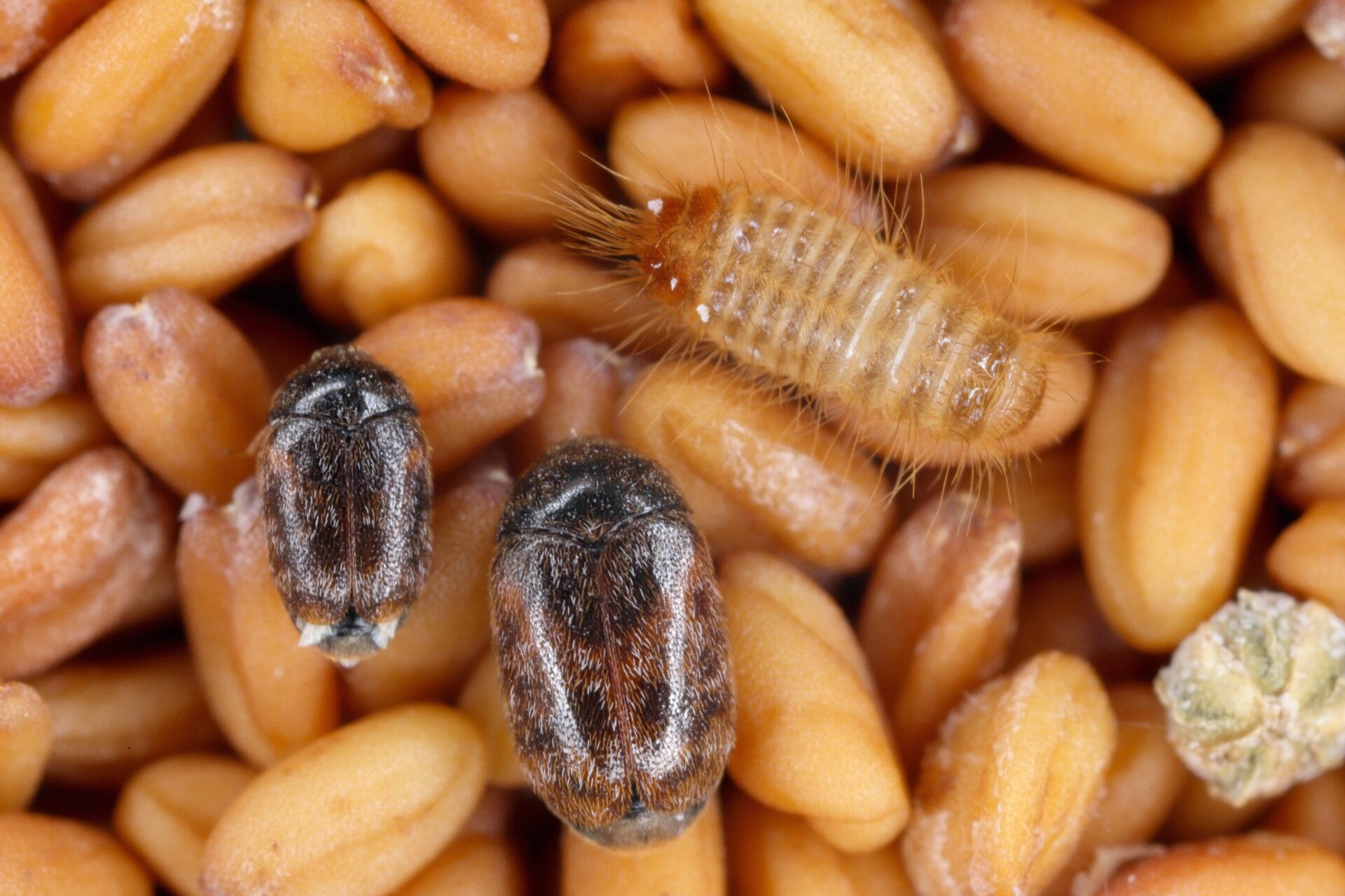 Escarabajo KhapraFoto: Shutterstock(Persiana)