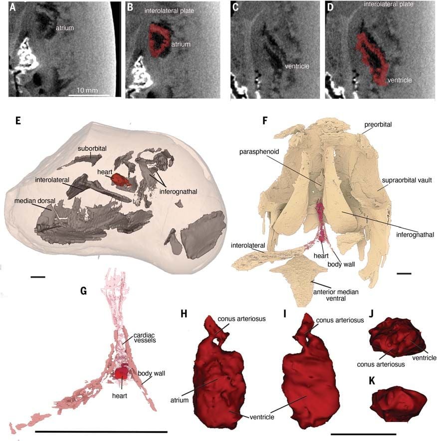 Image: Trinajstic et al., Science, 2022