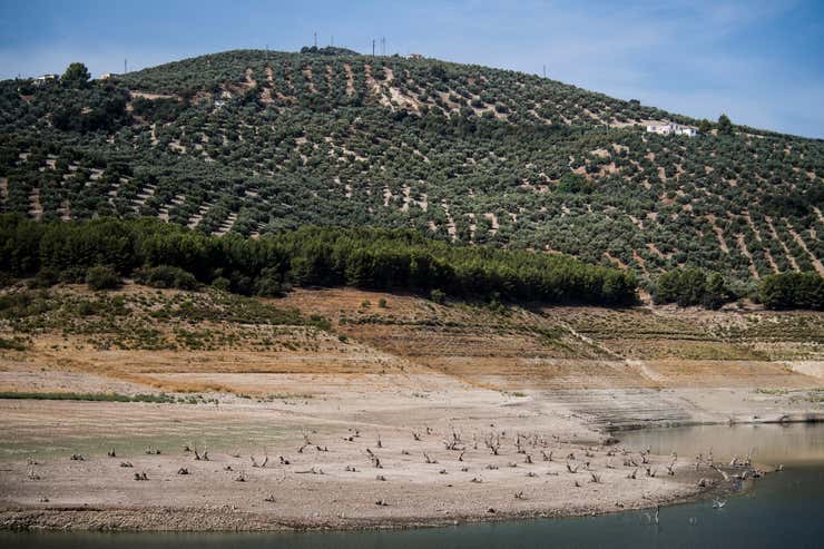 Olivos del municipio de Iznájar, Córdoba.