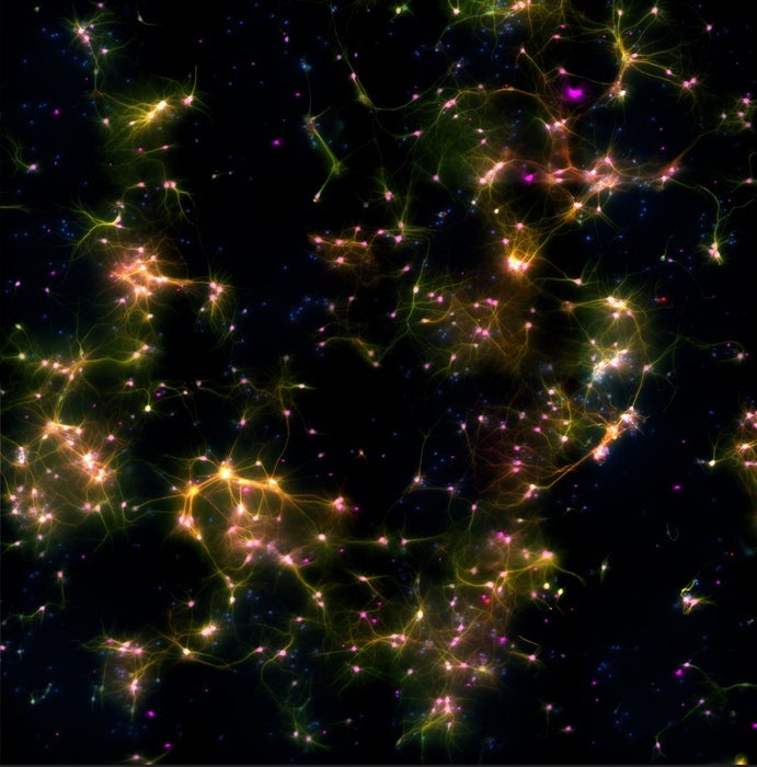 Image: Cortical Labs