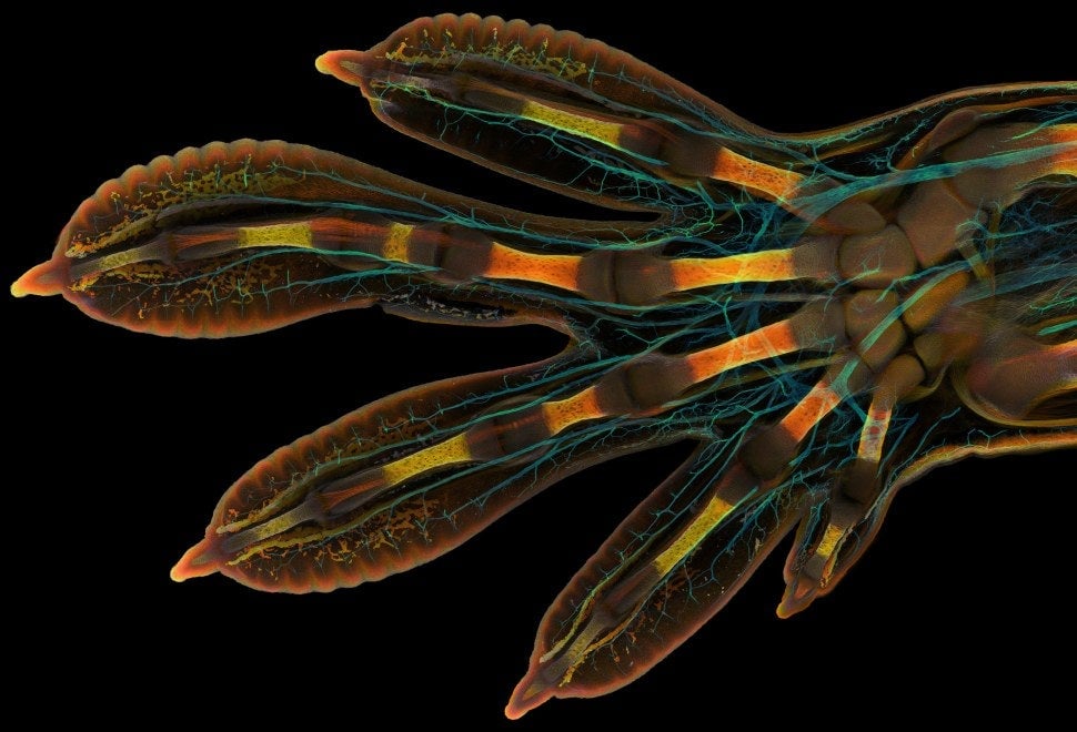 Image: Grigorii Timin y Michel Milinkovitch