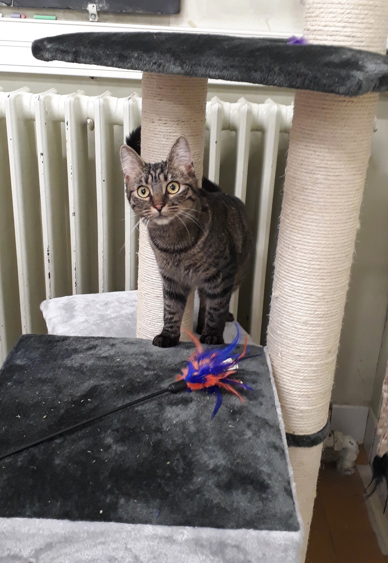 Uno de los gatos del estudio.