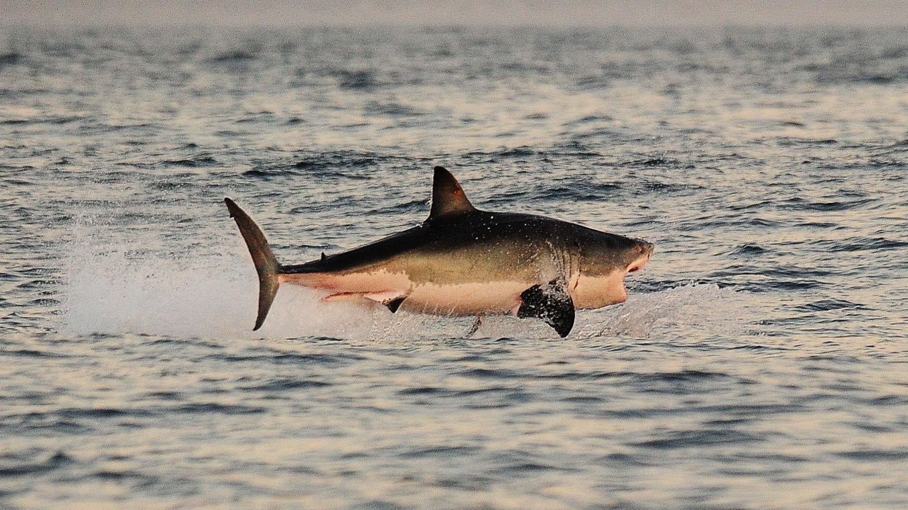 Image: CARL DE SOUZA/AFP (Getty Images)