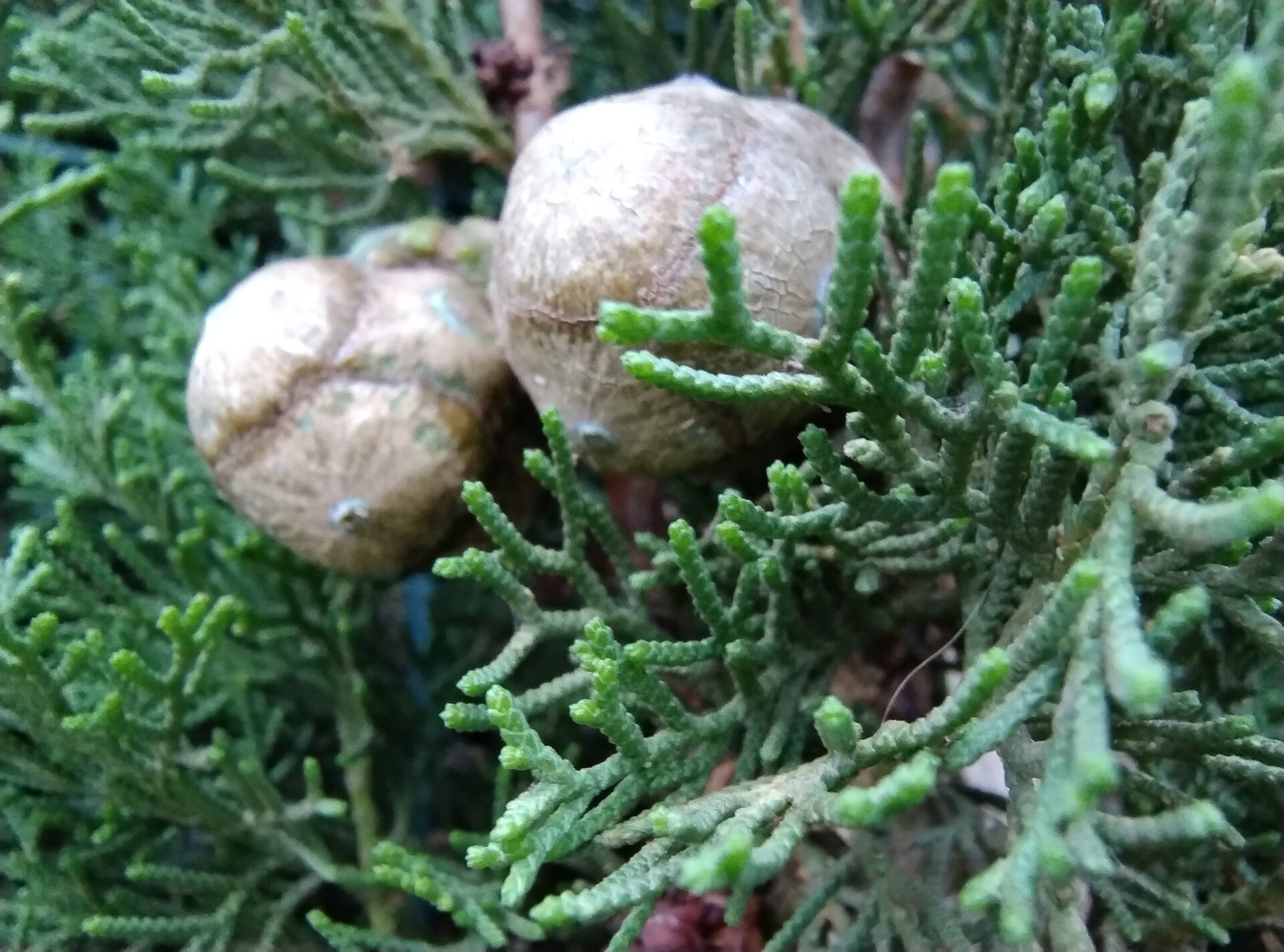 Photo: Matías S. Zavia / GizmodoES