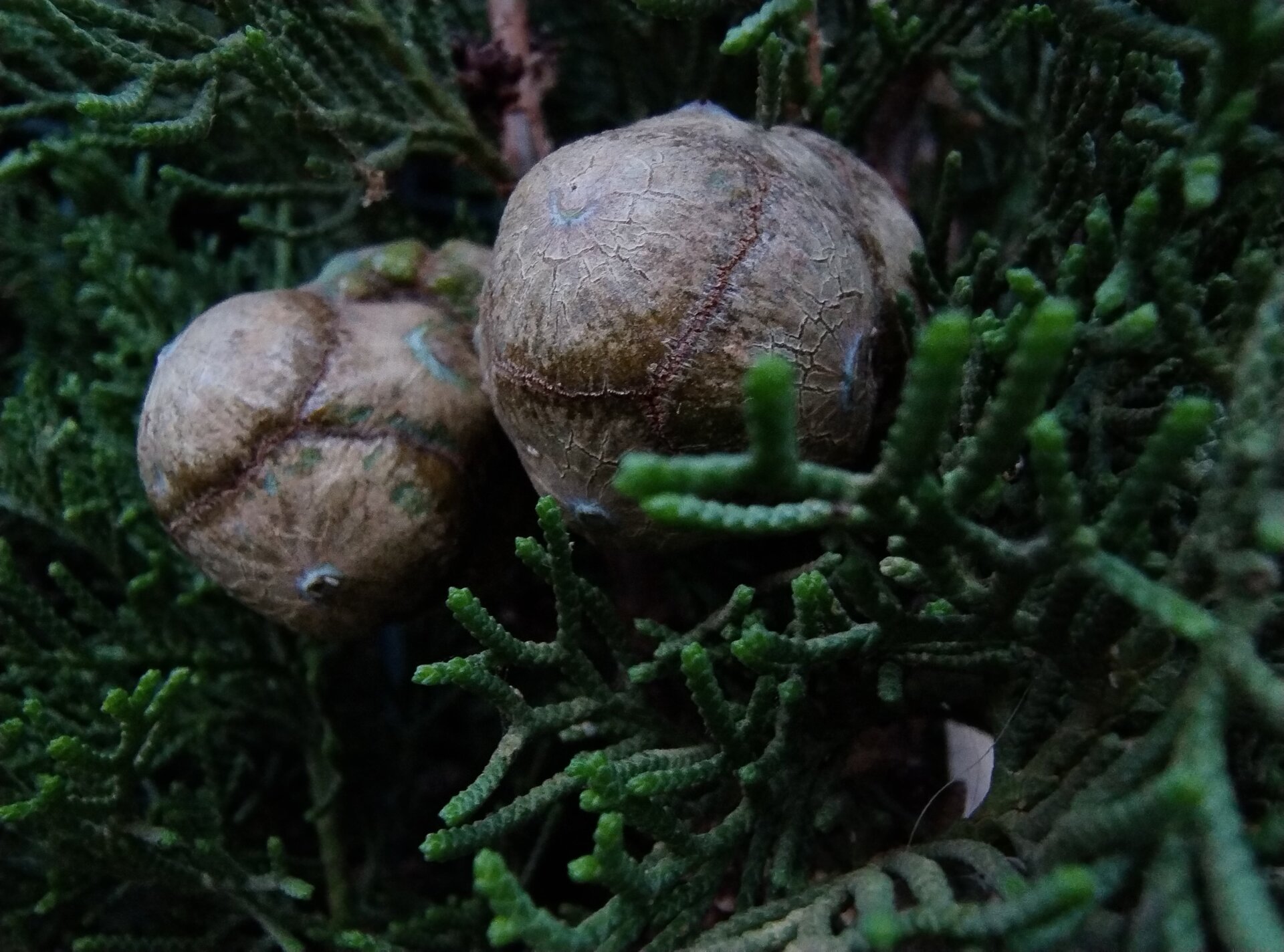 Photo: Matías S. Zavia / GizmodoES