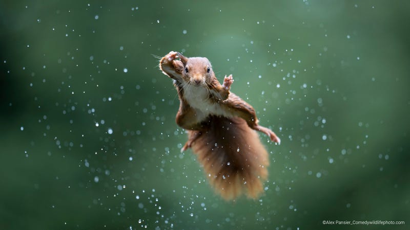Image: Comedywildlifephoto.com