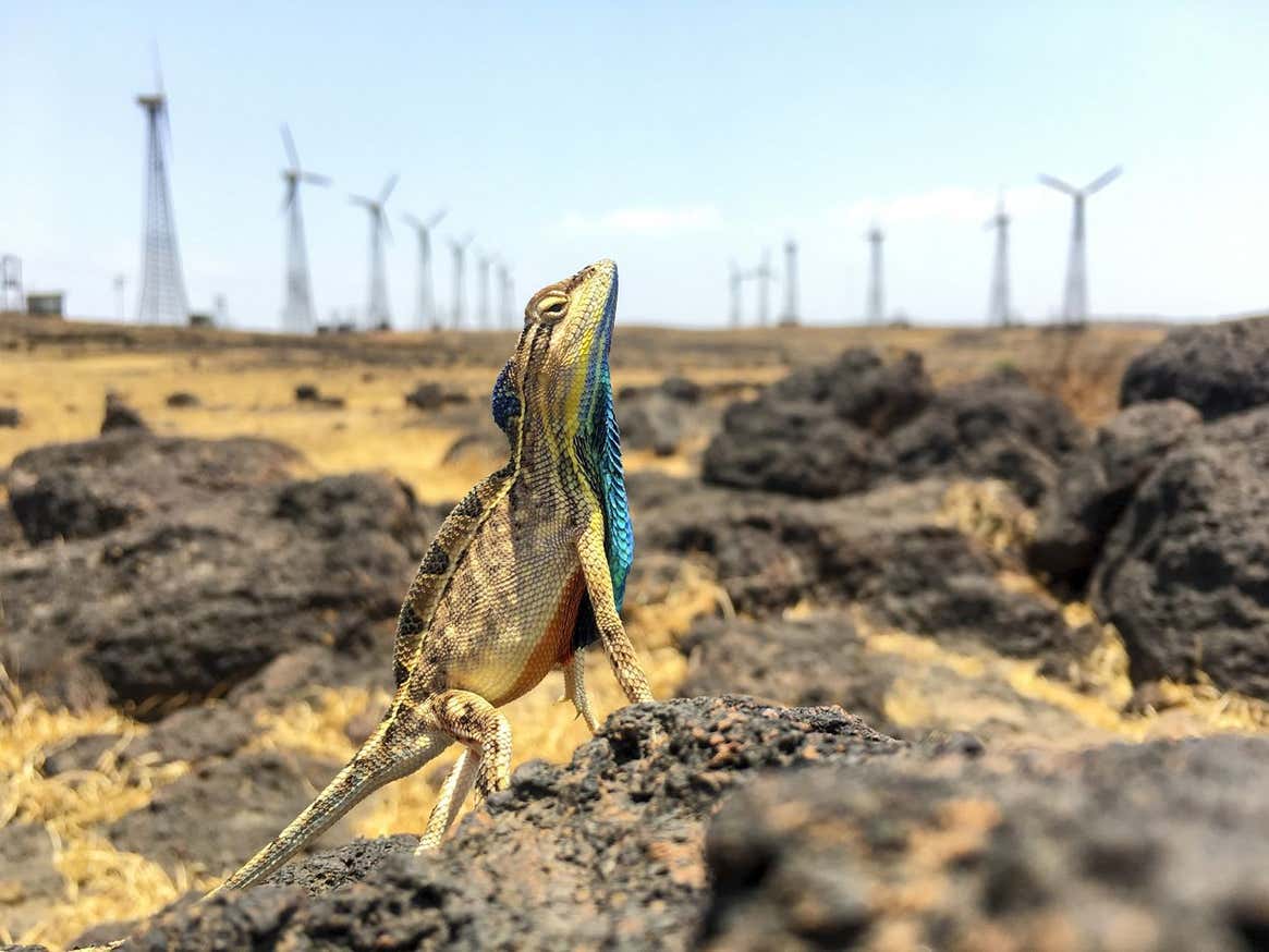 Image: Sandesh Kadur/TNC Photo Contest