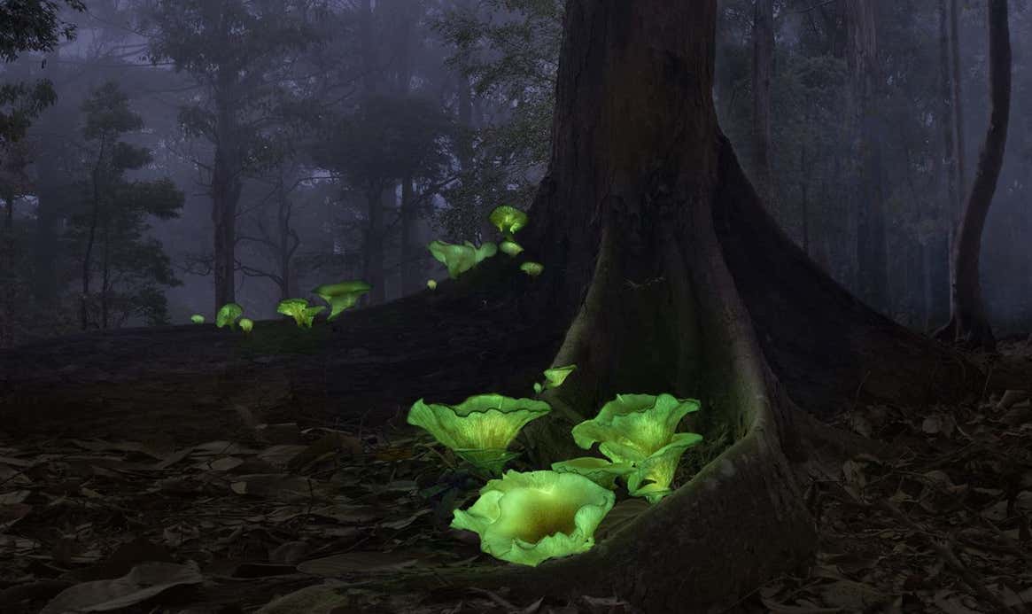Image: Callie Chee/TNC Photo Contest