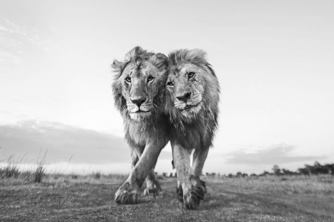 Image: Anup Shah/TNC Photo Contest