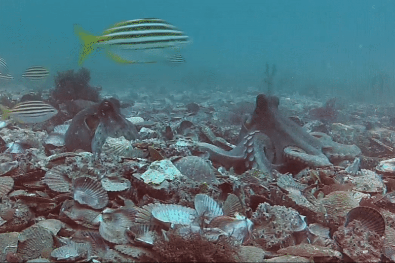 Gif: Godfrey-Smith et al., PLOS ONE 2022