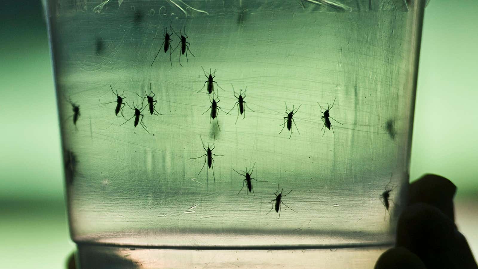 Mosquitos Aedes aegypti, el principal vector del dengue, vistos en un laboratorio del Instituto de Ciencias Biomédicas de la Universidad de Sao Paulo, el 8 de enero de 2016 en Sao Paulo, Brasil.
