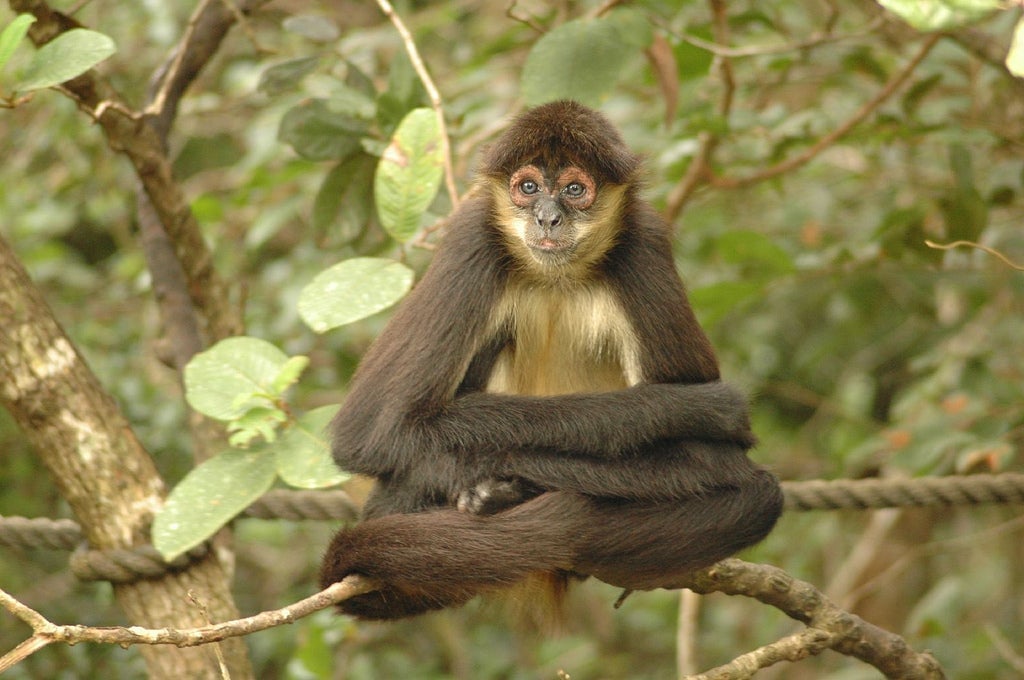 Un mono araña de Geoffroy en el zoológico de Belice.