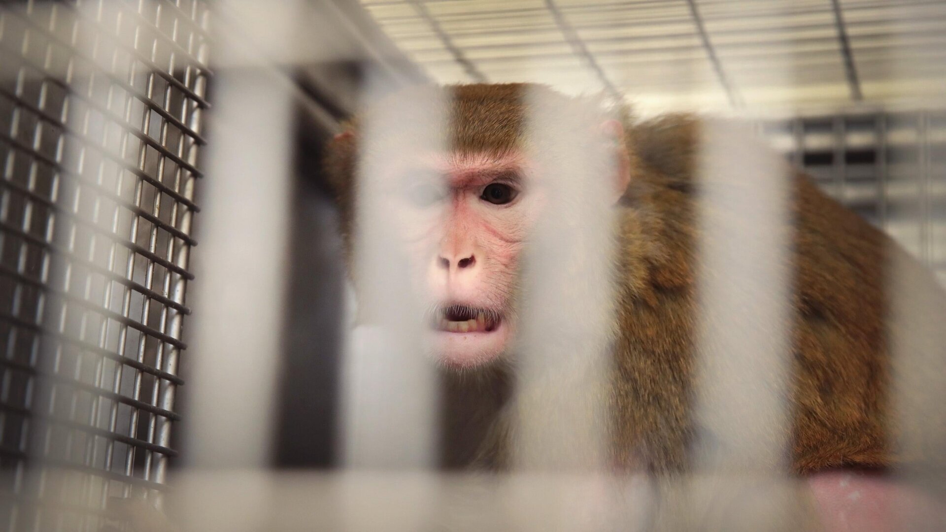Los animales se utilizan básicamente en todas las investigaciones médicas de los Estados Unidos. En la foto, una mona rhesus embarazada se sienta enjaulada después de haber sido infectada con el virus Zika como parte de un estudio de la Universidad de Wisconsin. Sin embargo, se acusa a Neuralink de ignorar los protocolos de prueba estándar, lo que lleva a muertes innecesarias.