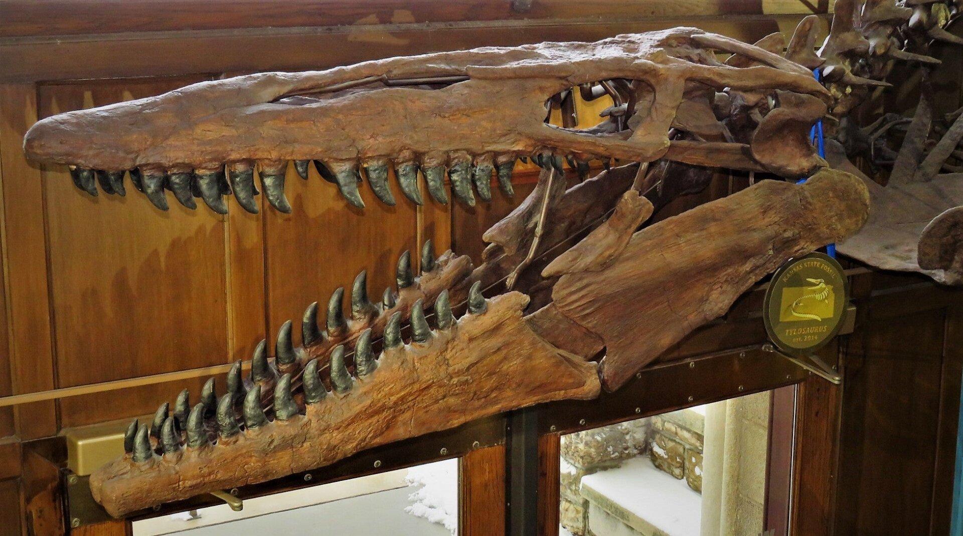 Un cráneo de Mosasaurio en el Museo de la Universidad de Kansas.