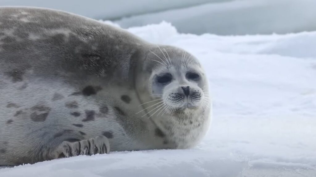 Screenshot: Centro de Investigación y Rehabilitación de la Foca Caspia