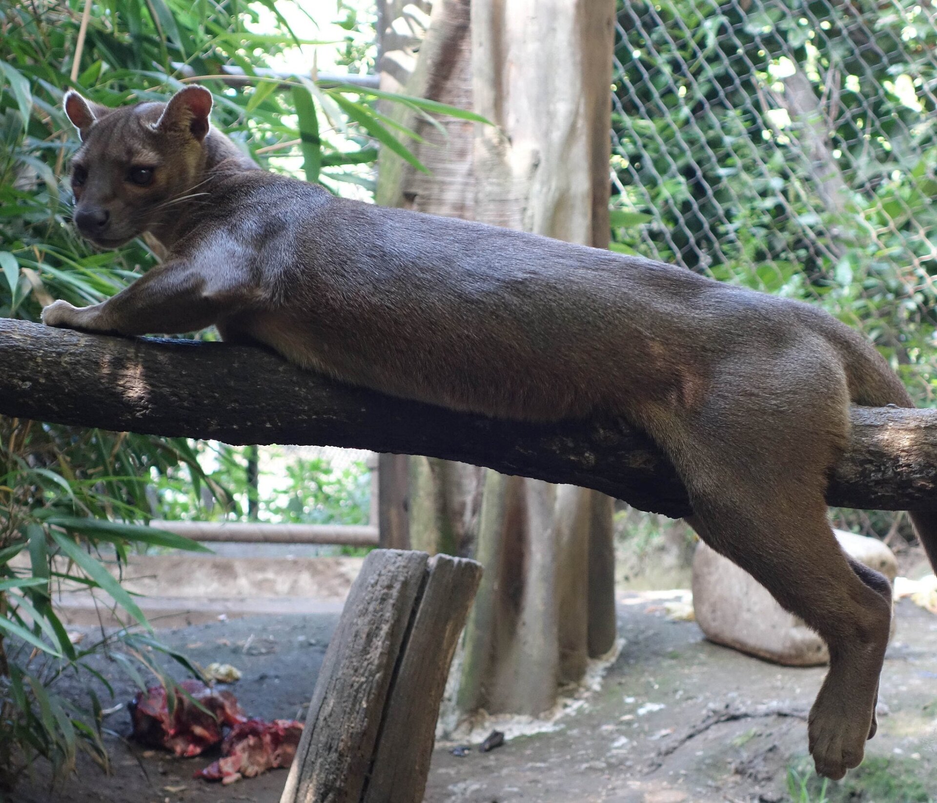 Fosa (Cryptoprocta ferox). Zoológico de Duisburgo