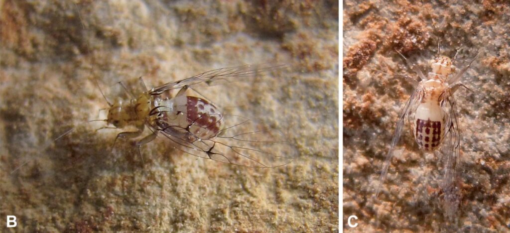 Image: Wikimedia Commons