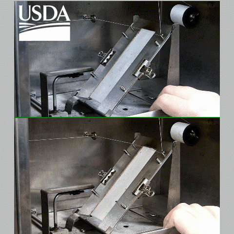 Gif: Thyssen et al., 2023, PLOS ONE, CC0