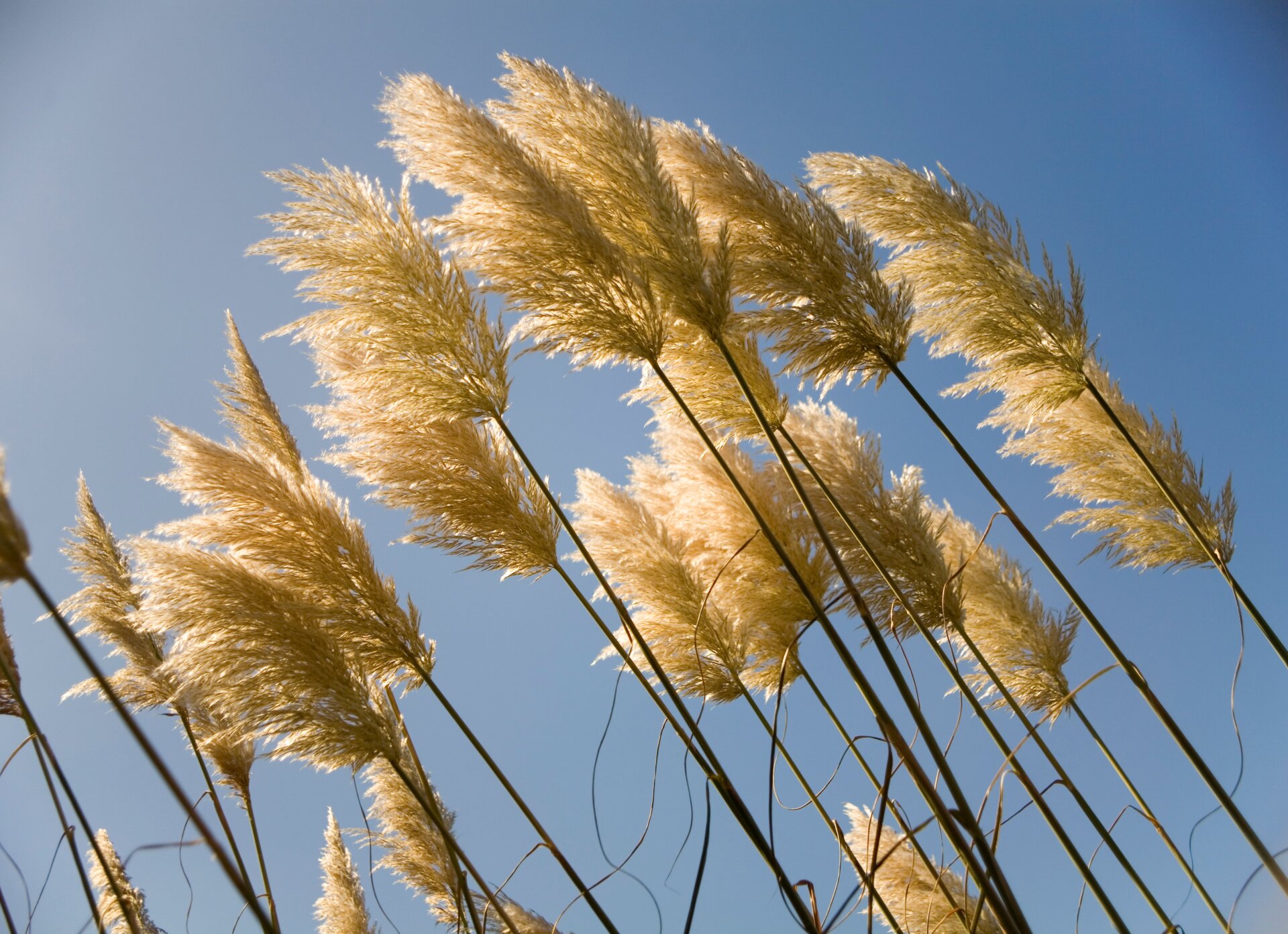 Esta “hierba” ornamental es en realidad invasiva en la costa oeste. 