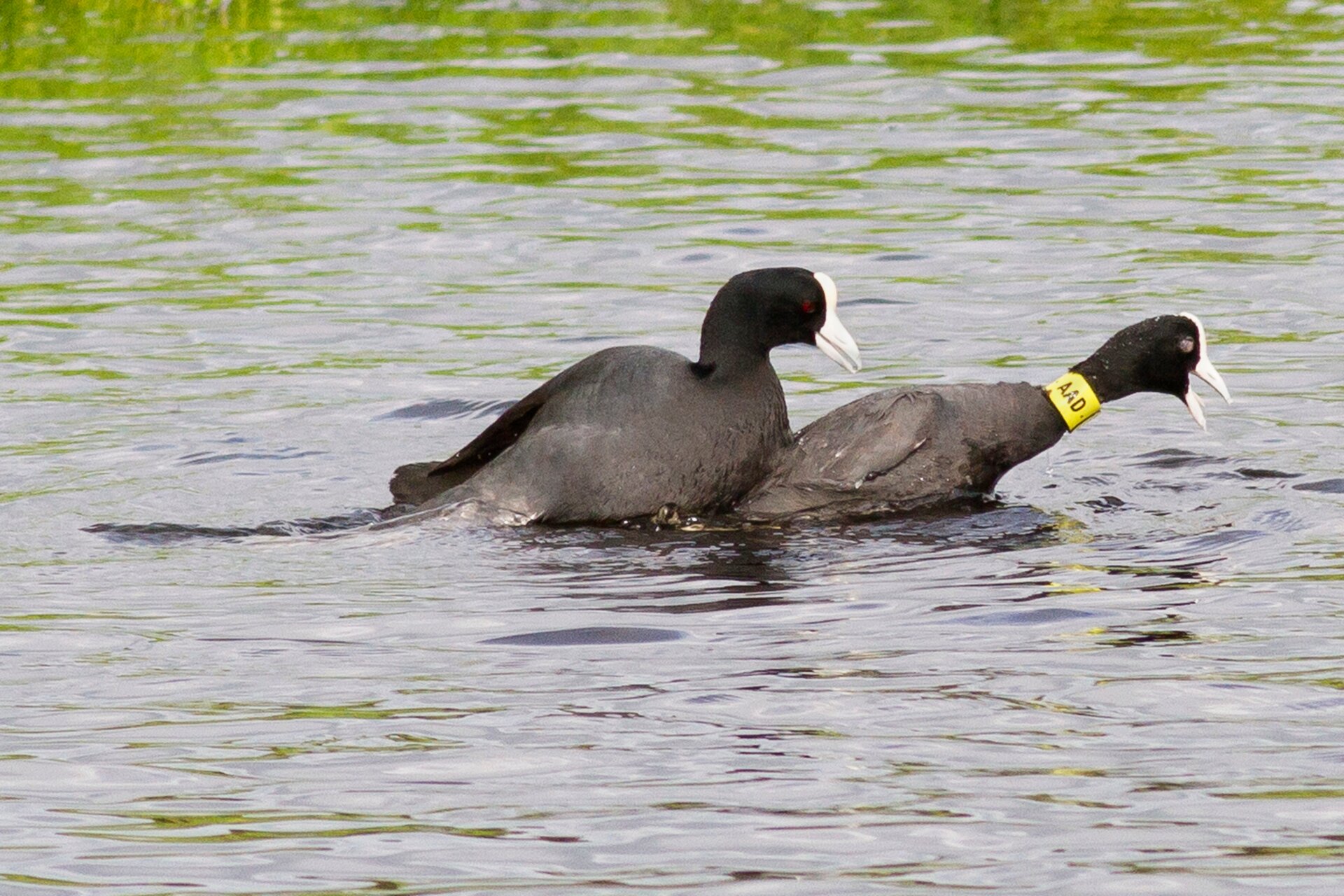 Photo: Hal Beral / VWPics