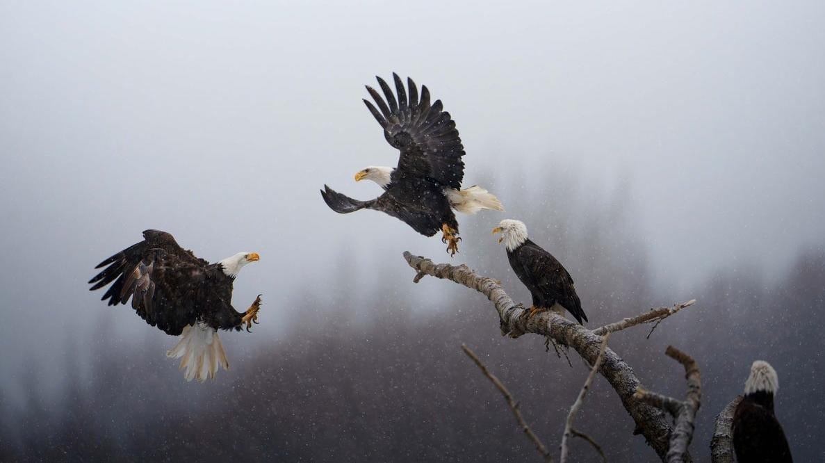 Image: Karthik Subramaniam