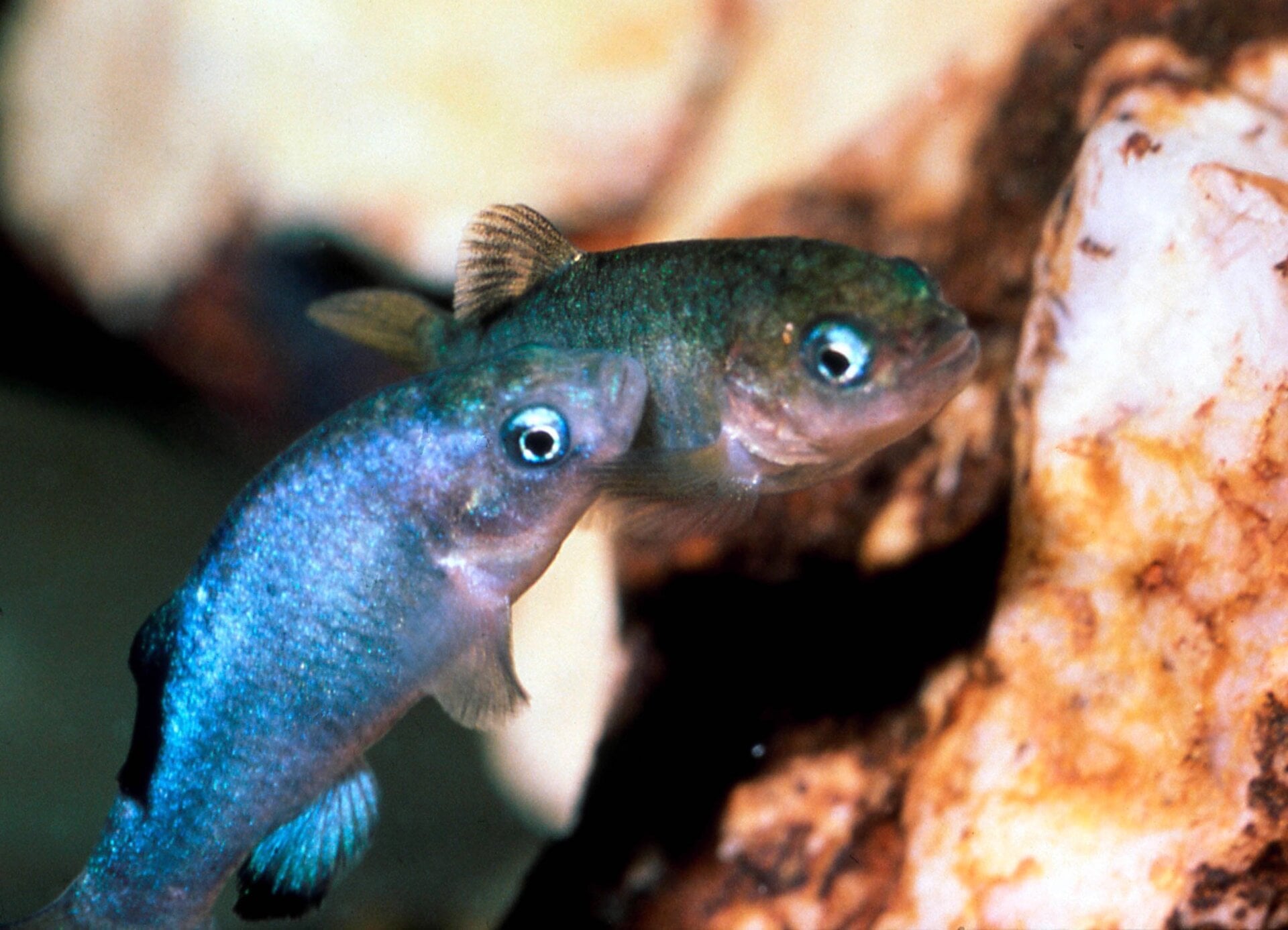 Photo: U.S. Fish and Wildlife Service, Tom Baugh