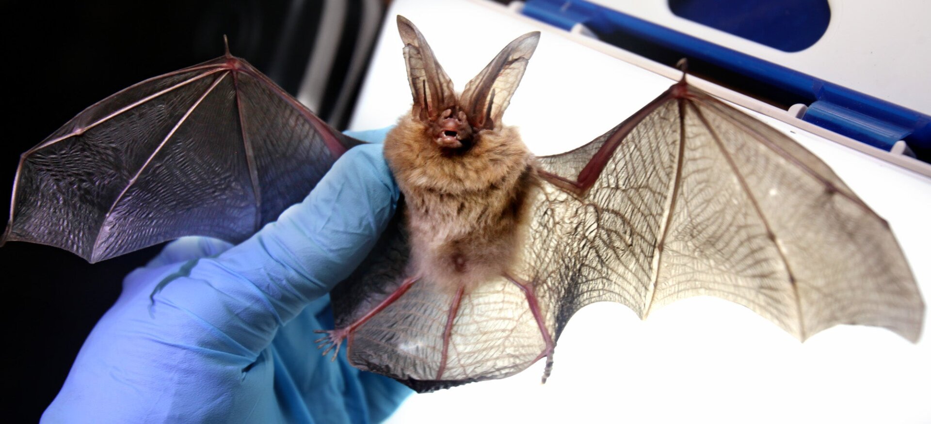 Photo: Virginian-Pilot, Steve Earley