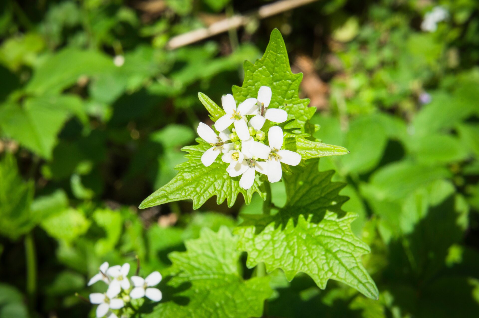 La Alliaria petiolata, o mostaza de ajo, floreciendo en un jardín en la República Checa. 