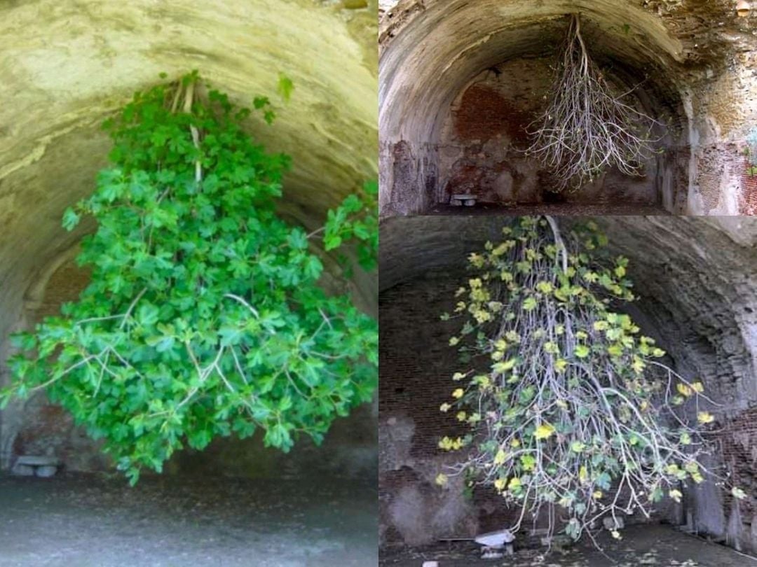 Una higuera ha desafiado a la propia naturaleza y ha crecido al revés