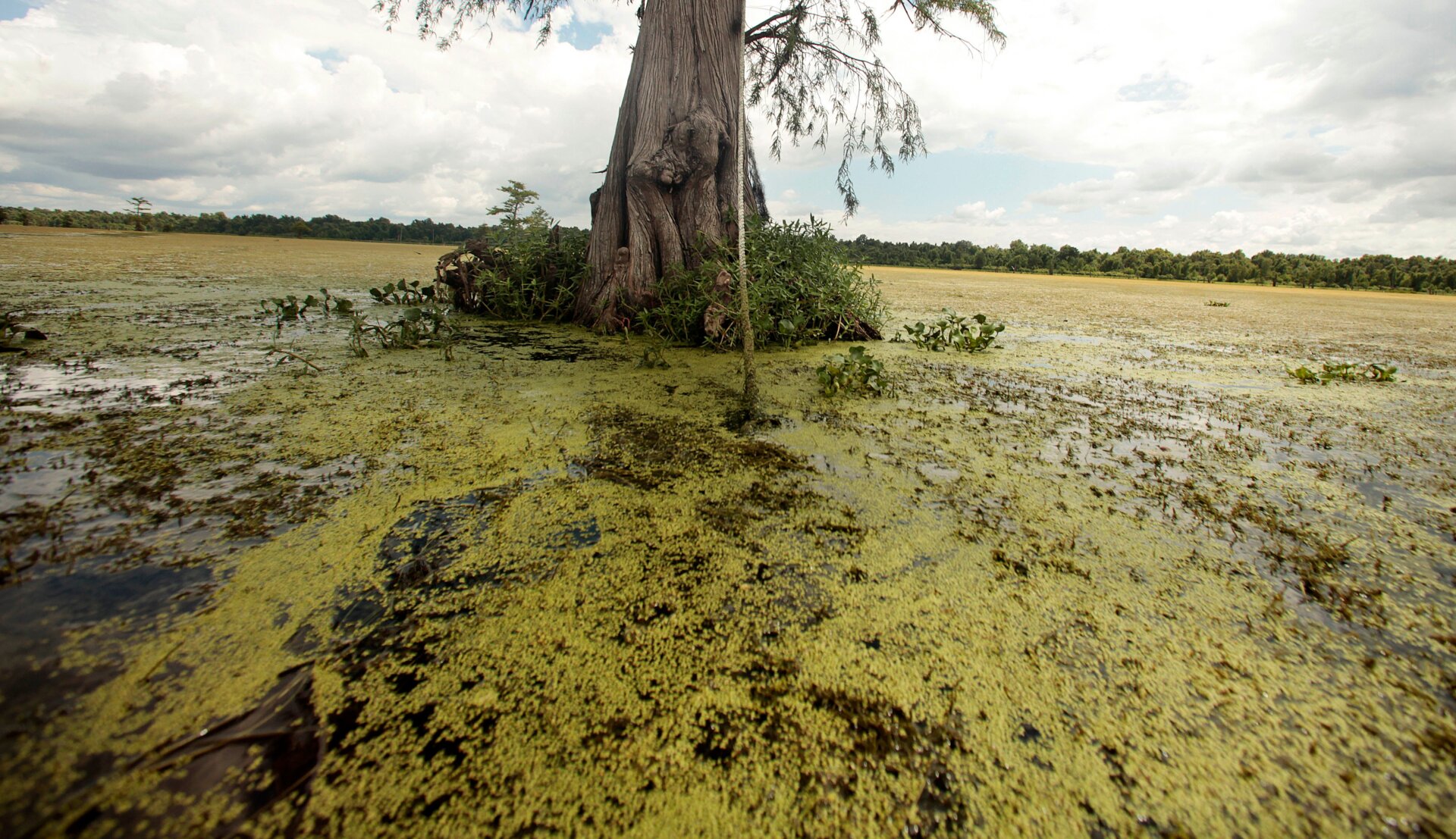 Hydrilla, una especie invasora no nativa y un peligro para las aves jóvenes que la confunden con tierra. 