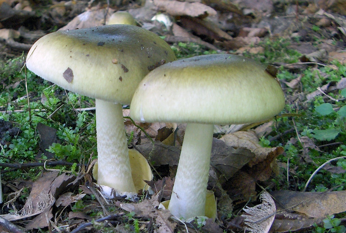 Photo: Stanisław Skowron / Dominio Público