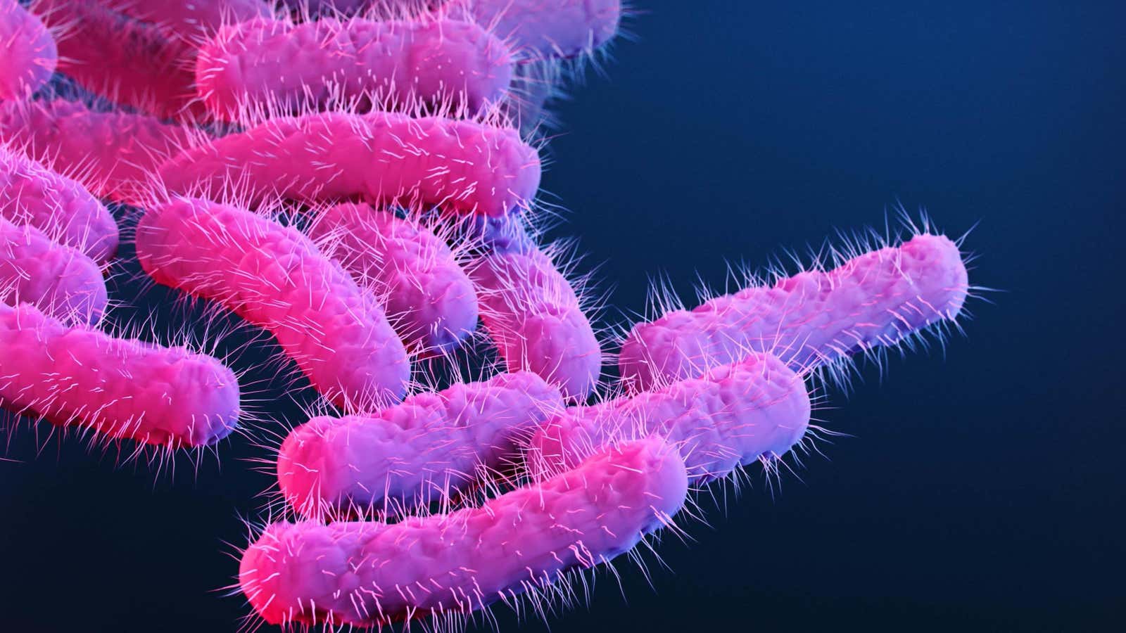 Estos perritos calientes de aspecto demente son una ilustración de la bacteria Shigella