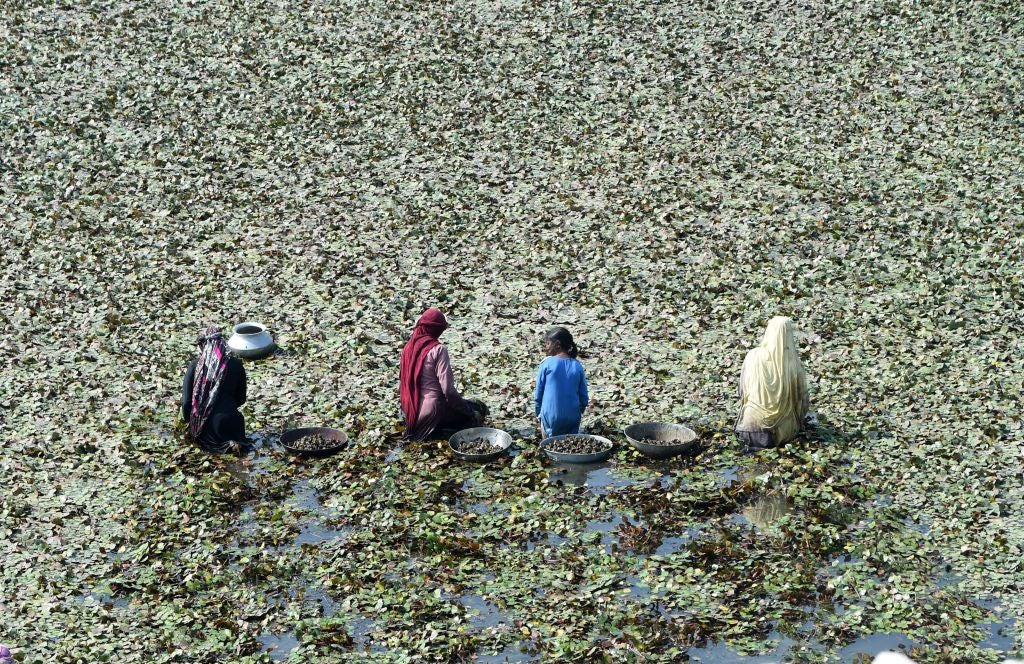 Una estera de hojas de castaño de agua en Pakistán.