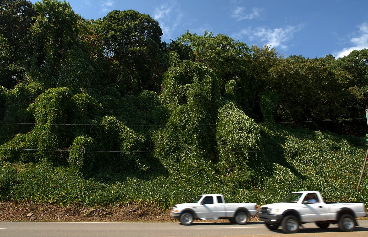 Una ladera tomada por kudzu en North Charleston, West Virginia. 