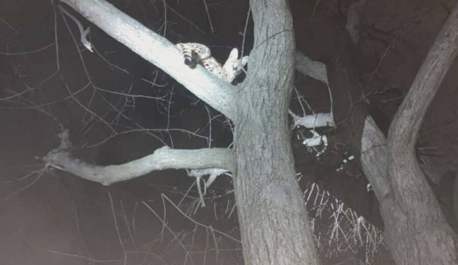 El momento de la captura del gato