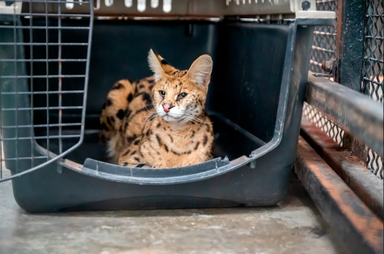 El serval rescatado por los granjeros