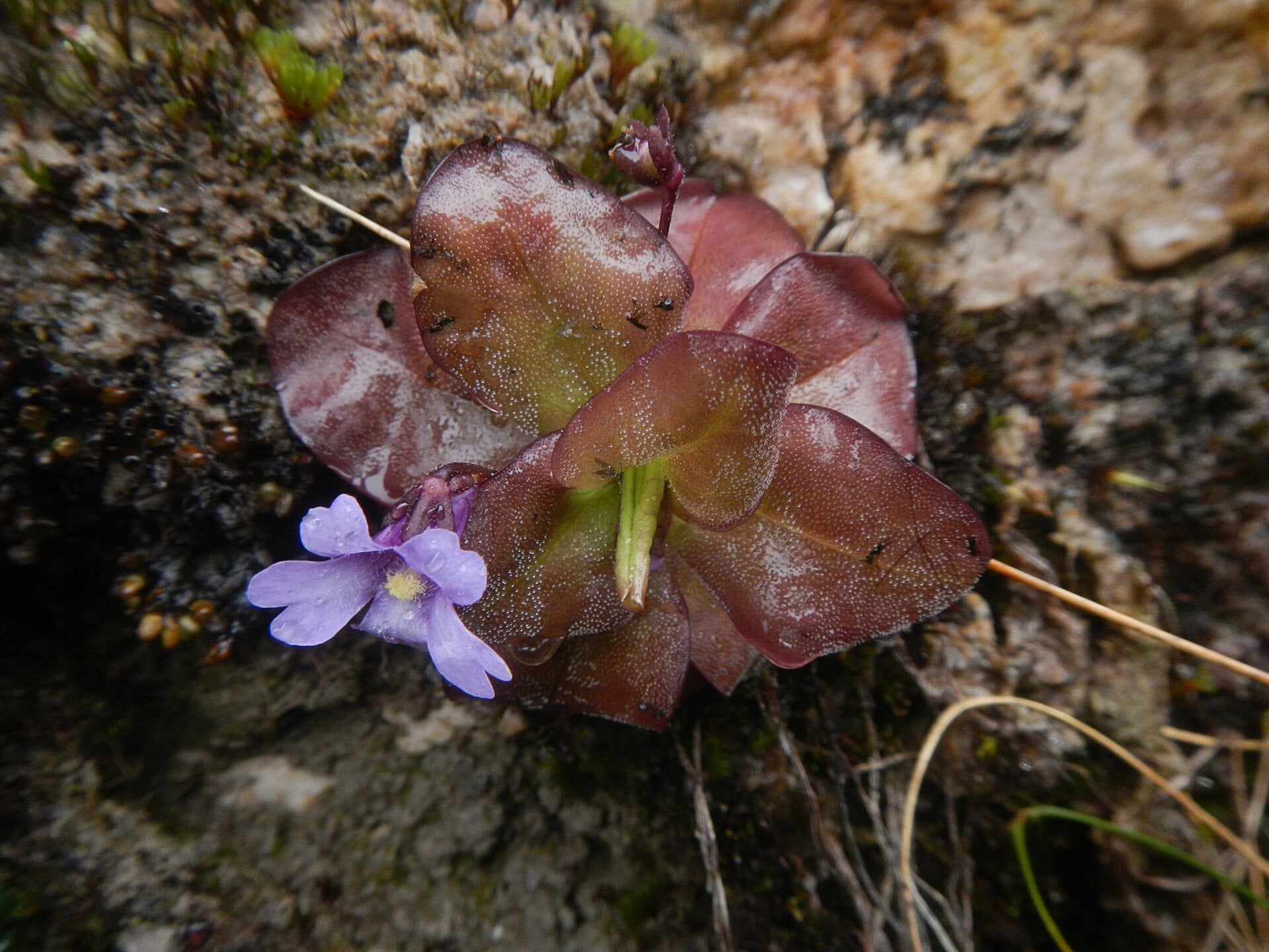 Imagen de la Pinguicula jimburensis.
