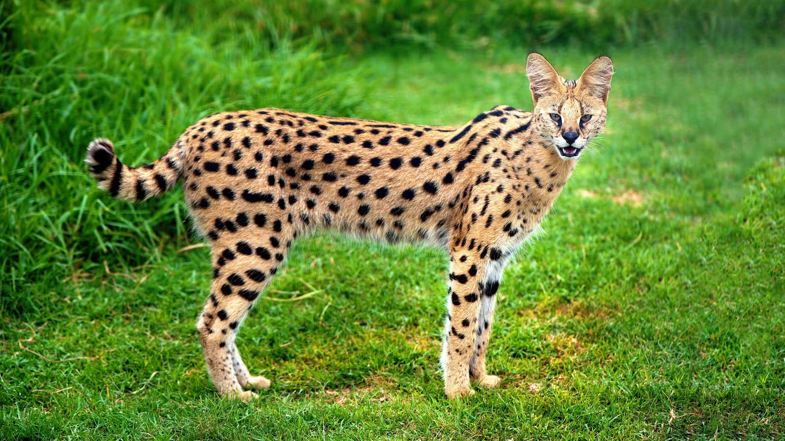 Un Leptailurus serval