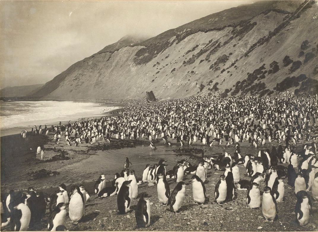 Las imágenes muestran las criaturas fuertes y resistentes al frío que los exploradores encontraron en sus misiones a la Antártida, incluida una colonia de pingüinos reales en la isla Macquarie