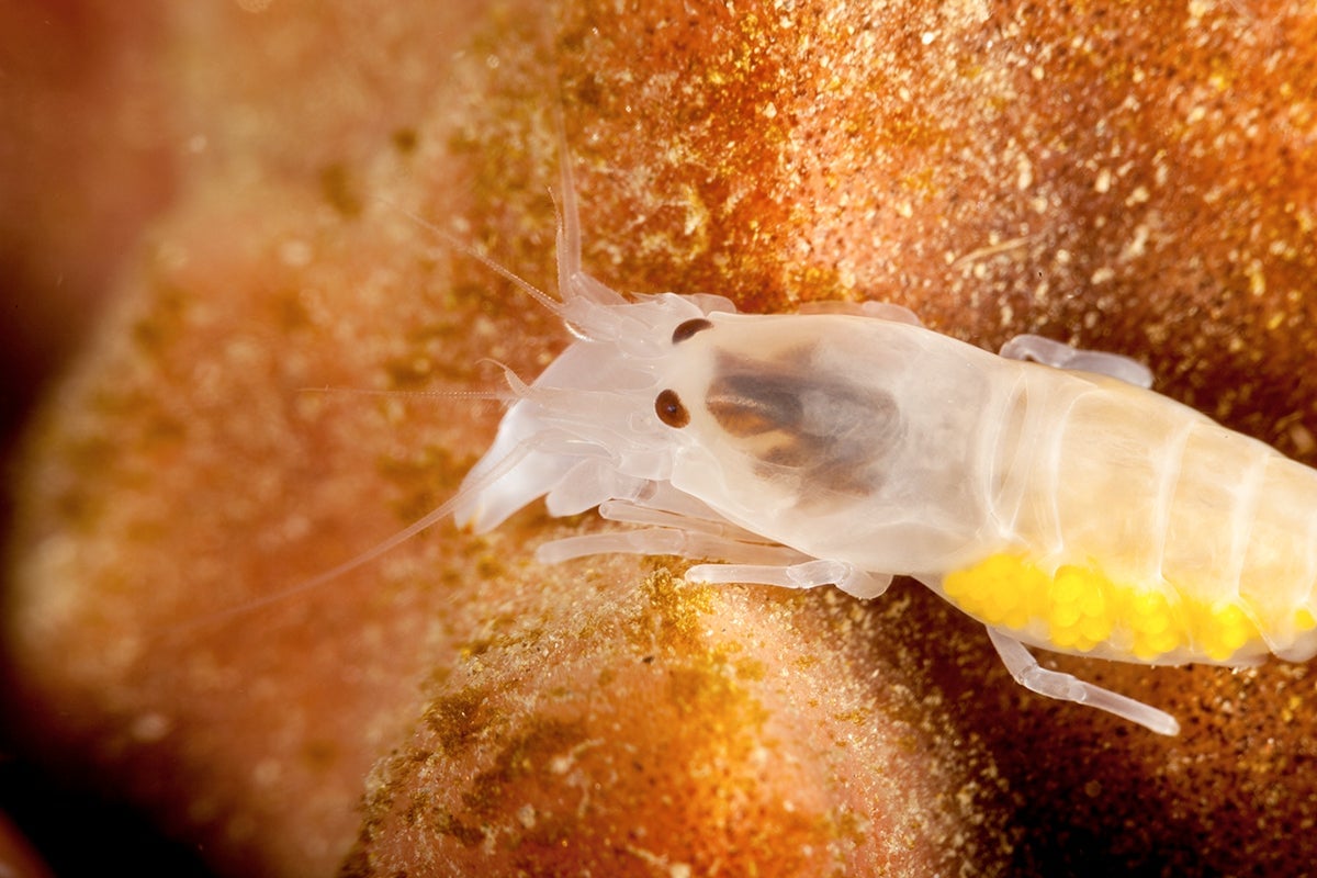 Un ejemplar de camarón pistoia perteneciente al género Alpheidae.