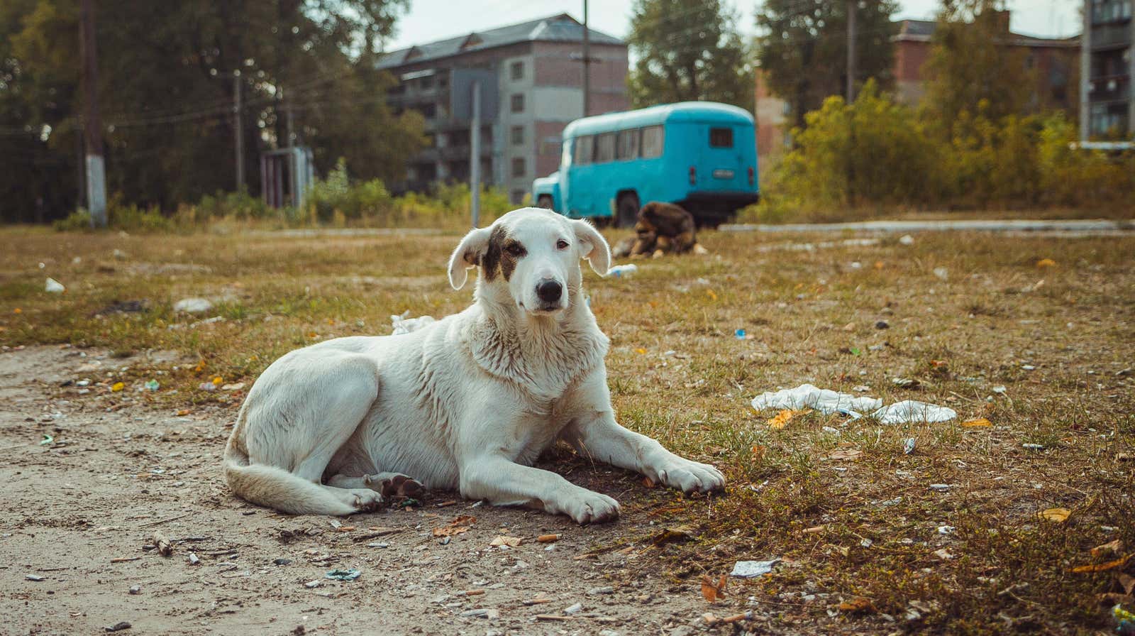 Un perro salvaje supuestamente fotografiado en la ciudad abandonada de Pripyat
