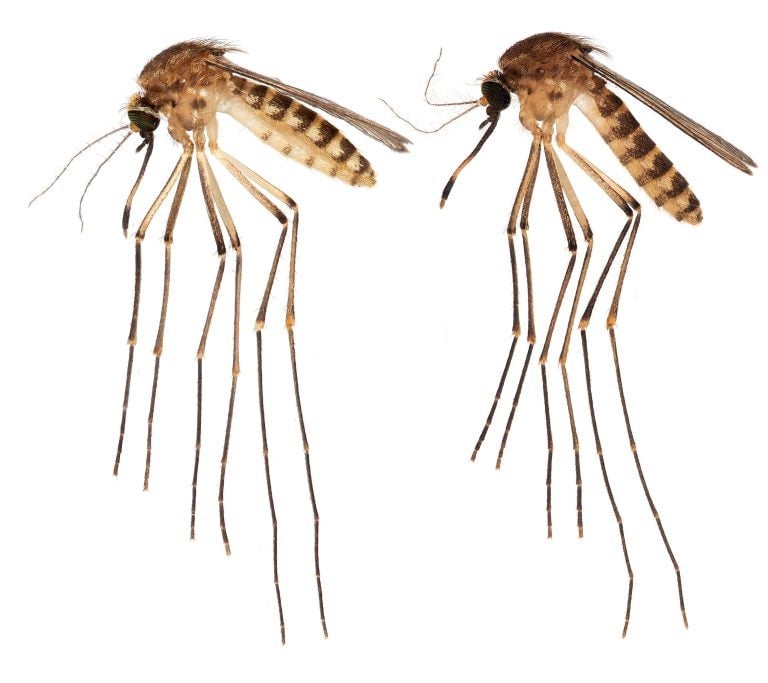 Dos ejemplares de mosquito Culex lactator hallados en Florida.