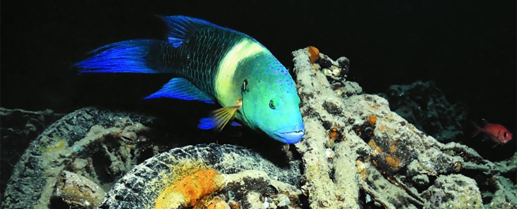 Image: Wilfred_Hdez/CC-BY 2.0