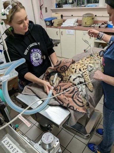 Image: Cincinnati Animal CARE