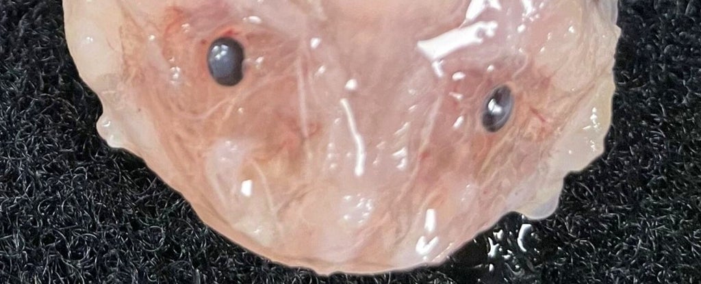 Un espécimen de Pseudoliparis belyaevi recolectado de las profundidades del océano