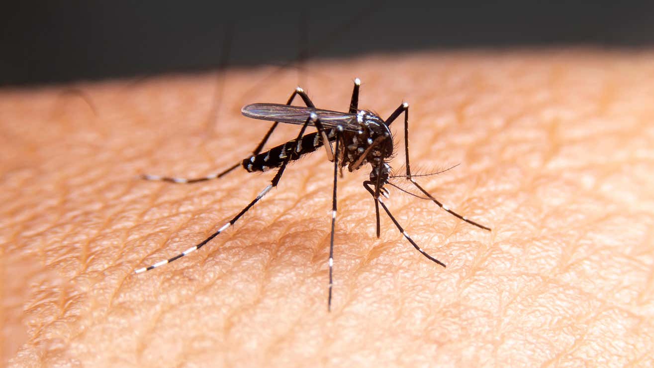 Los mosquitos, cuando no se alimentan de sangre, complementan su consumo de azúcar con néctares de plantas.