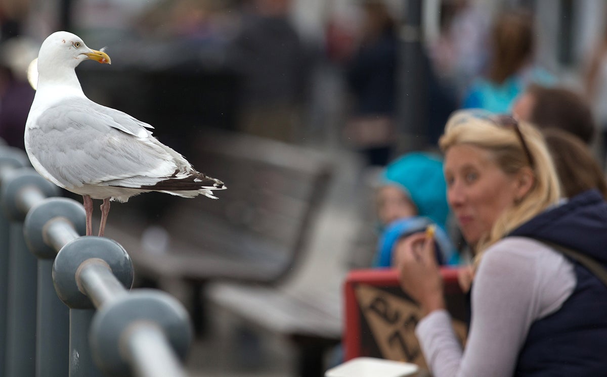 Photo: Matt Cardy / Corresponsal