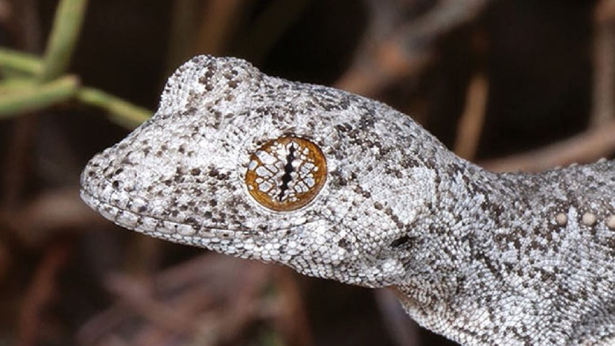 El lagarto Strophurus spinula recién identificado